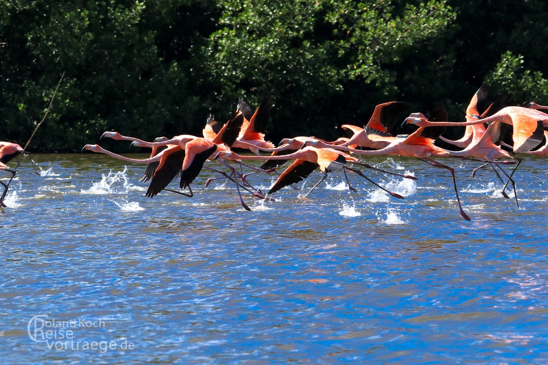 Kuba, Cienfuegos, Flamingos in Laguna Guanaroca